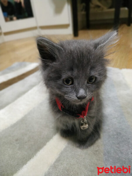 Nebelung, Kedi  Şifa fotoğrafı