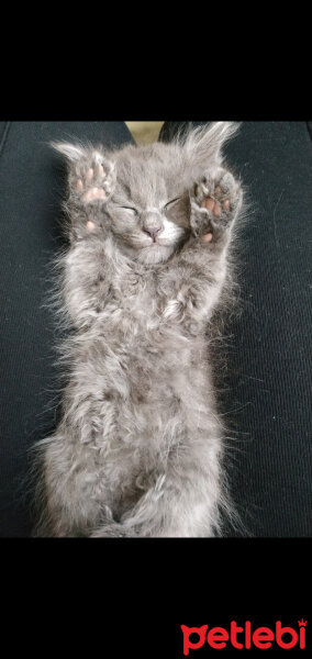 Nebelung, Kedi  Şifa fotoğrafı