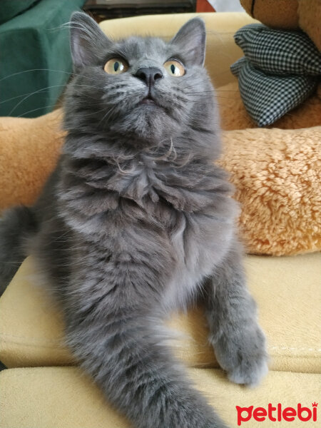 Nebelung, Kedi  Şifa fotoğrafı