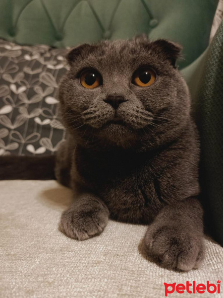 British Shorthair, Kedi  Çakıl fotoğrafı