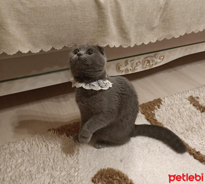 British Shorthair, Kedi  Çakıl fotoğrafı