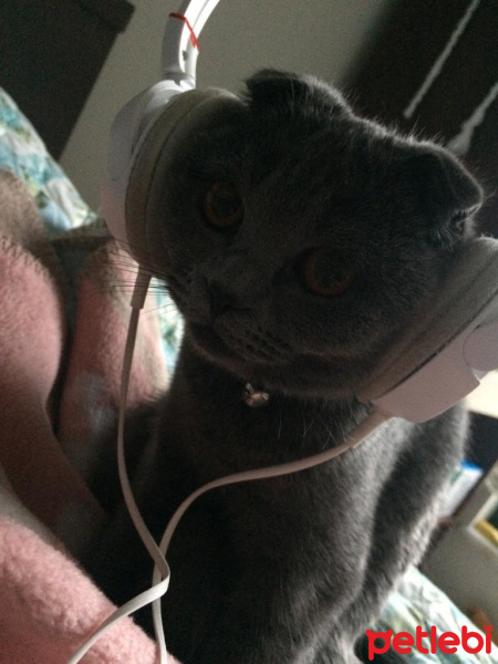 British Shorthair, Kedi  Çakıl fotoğrafı
