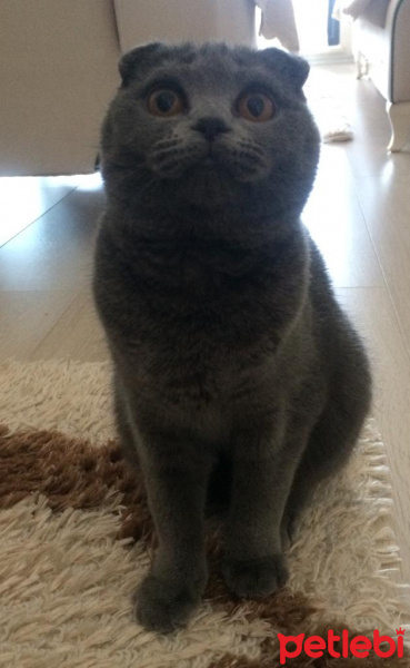 British Shorthair, Kedi  Çakıl fotoğrafı
