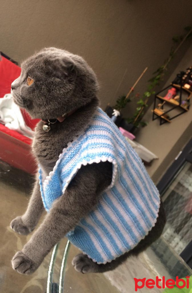 British Shorthair, Kedi  Çakıl fotoğrafı