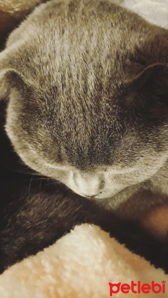 British Shorthair, Kedi  Çakıl fotoğrafı