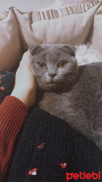 British Shorthair, Kedi  Çakıl fotoğrafı