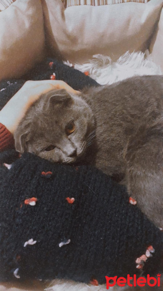 British Shorthair, Kedi  Çakıl fotoğrafı