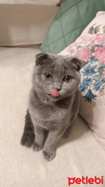 British Shorthair, Kedi  Çakıl fotoğrafı