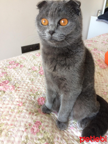 British Shorthair, Kedi  Çakıl fotoğrafı