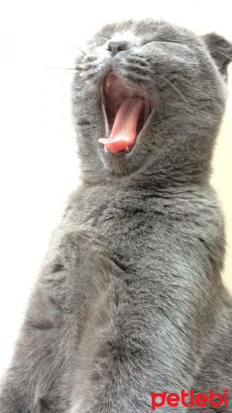 British Shorthair, Kedi  Çakıl fotoğrafı