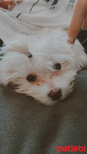 Maltese, Köpek  paşa fotoğrafı