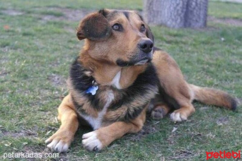 Beagle, Köpek  TARKO fotoğrafı