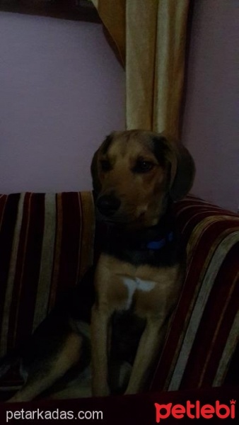Beagle, Köpek  TARKO fotoğrafı