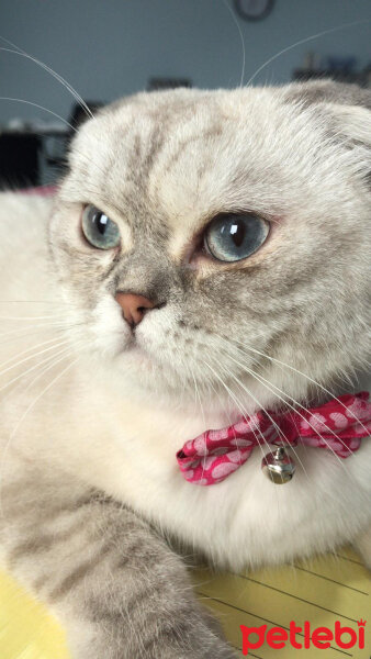 Scottish Fold, Kedi  Chanel fotoğrafı