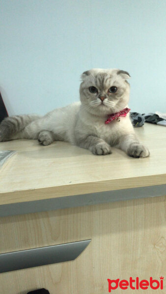 Scottish Fold, Kedi  Chanel fotoğrafı