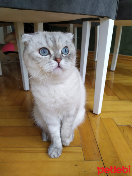 Scottish Fold, Kedi  Chanel fotoğrafı