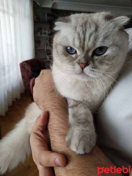 Scottish Fold, Kedi  Chanel fotoğrafı