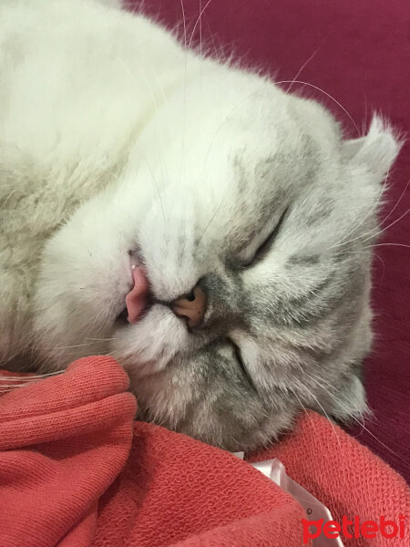 Scottish Fold, Kedi  Chanel fotoğrafı