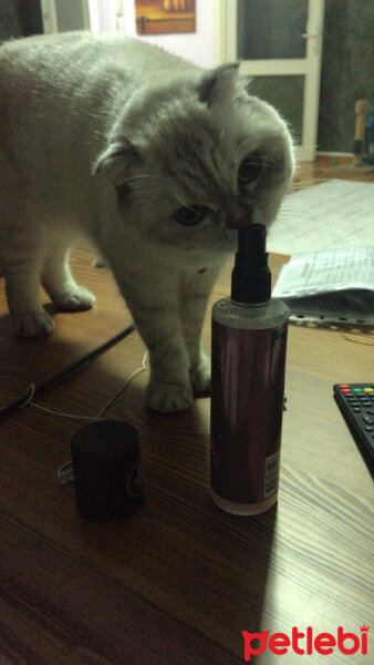 Scottish Fold, Kedi  Chanel fotoğrafı