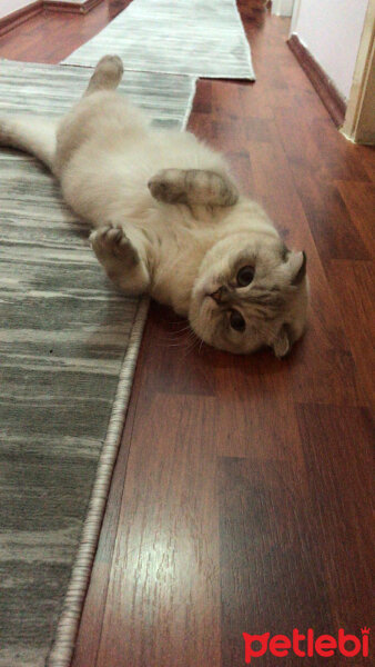 Scottish Fold, Kedi  Chanel fotoğrafı