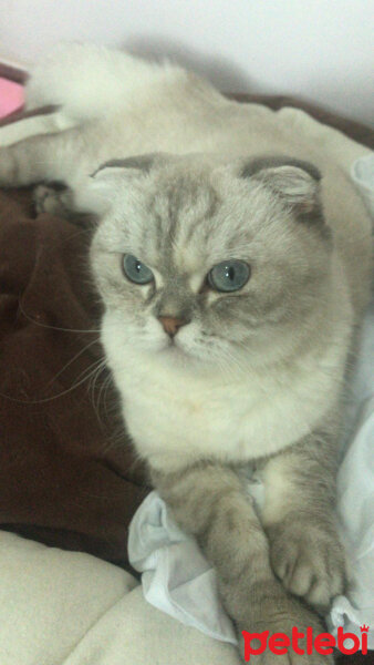 Scottish Fold, Kedi  Chanel fotoğrafı