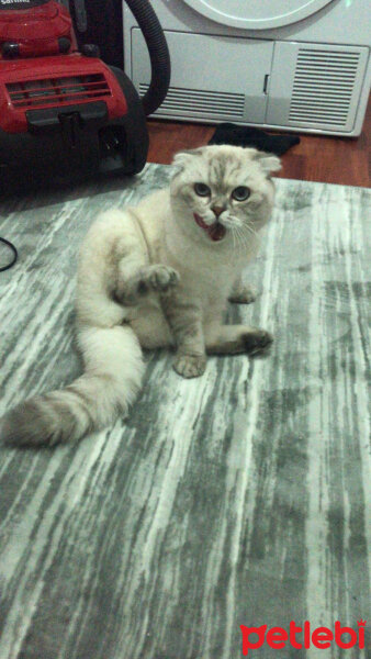 Scottish Fold, Kedi  Chanel fotoğrafı