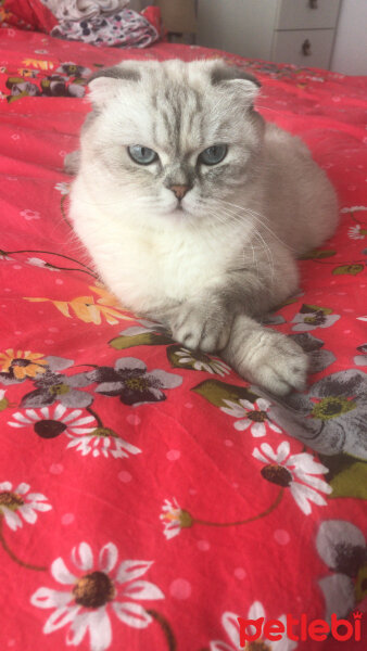 Scottish Fold, Kedi  Chanel fotoğrafı