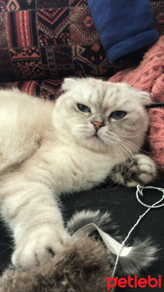 Scottish Fold, Kedi  Chanel fotoğrafı