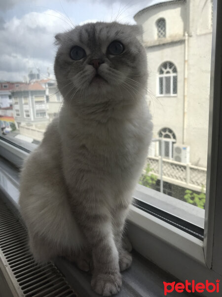 Scottish Fold, Kedi  Chanel fotoğrafı