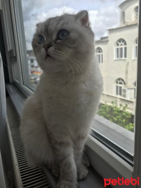 Scottish Fold, Kedi  Chanel fotoğrafı