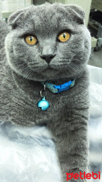 Scottish Fold, Kedi  Chanel fotoğrafı