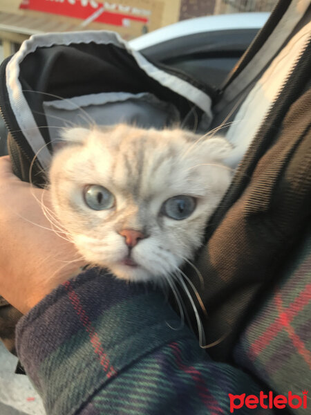 Scottish Fold, Kedi  Chanel fotoğrafı