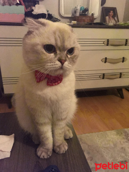 Scottish Fold, Kedi  Chanel fotoğrafı