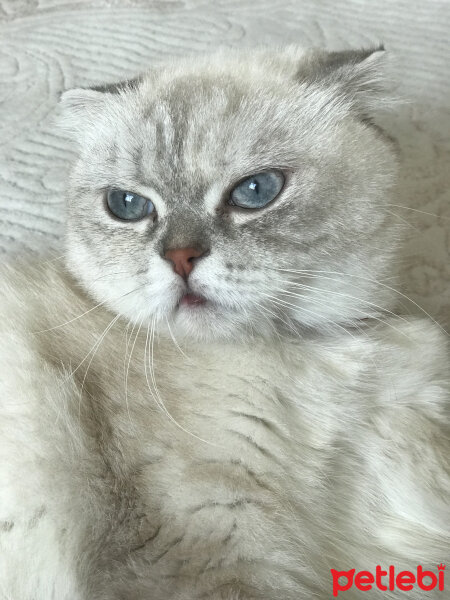 Scottish Fold, Kedi  Chanel fotoğrafı