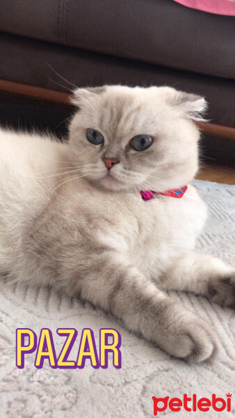 Scottish Fold, Kedi  Chanel fotoğrafı