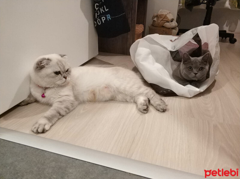 Scottish Fold, Kedi  Chanel fotoğrafı