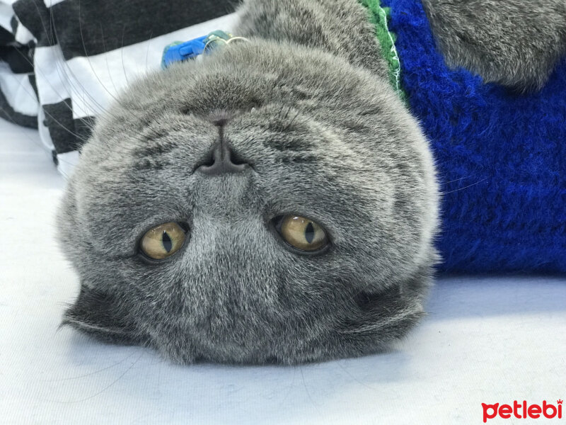 Scottish Fold, Kedi  Chanel fotoğrafı