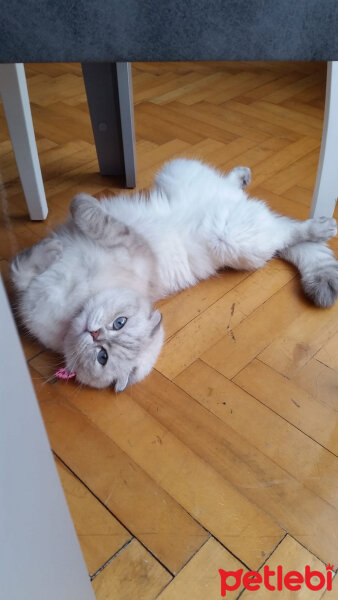 Scottish Fold, Kedi  Chanel fotoğrafı