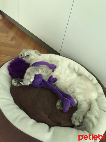 Scottish Fold, Kedi  Chanel fotoğrafı