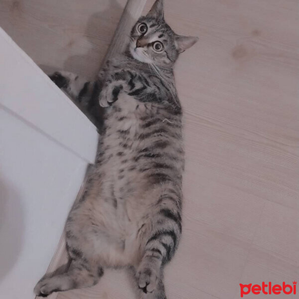 Tekir Kedi, Kedi  Asya fotoğrafı