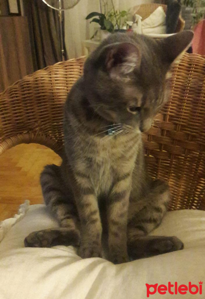 Tekir Kedi, Kedi  sünger fotoğrafı