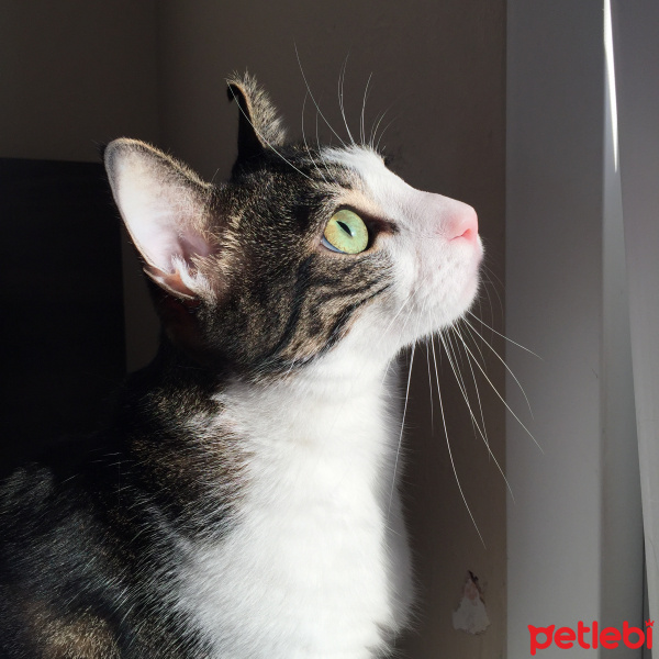 Tekir Kedi, Kedi  Rüzgar fotoğrafı