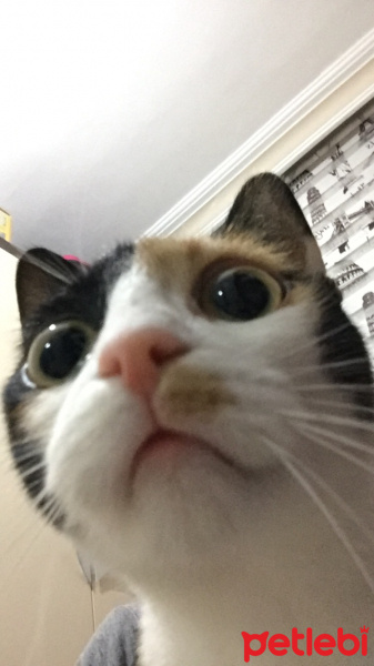 Tekir Kedi, Kedi  Yağmur fotoğrafı