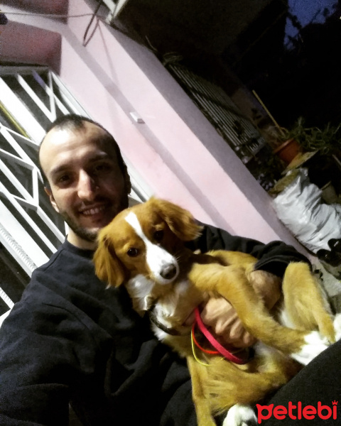 Pappilon, Köpek  Suzi fotoğrafı