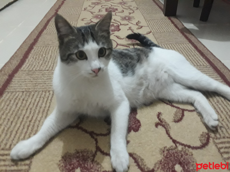 Tekir Kedi, Kedi  Koca kafa fotoğrafı