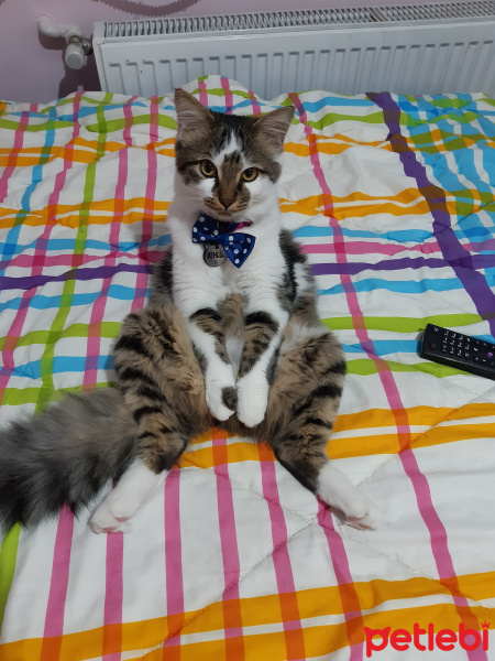 Tekir Kedi, Kedi  Behlül fotoğrafı