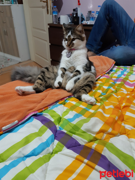 Tekir Kedi, Kedi  Behlül fotoğrafı