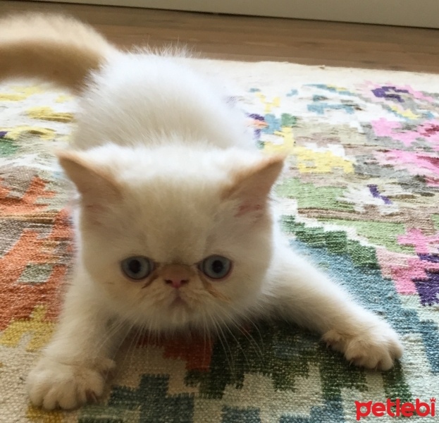 British Shorthair, Kedi  BUZ fotoğrafı