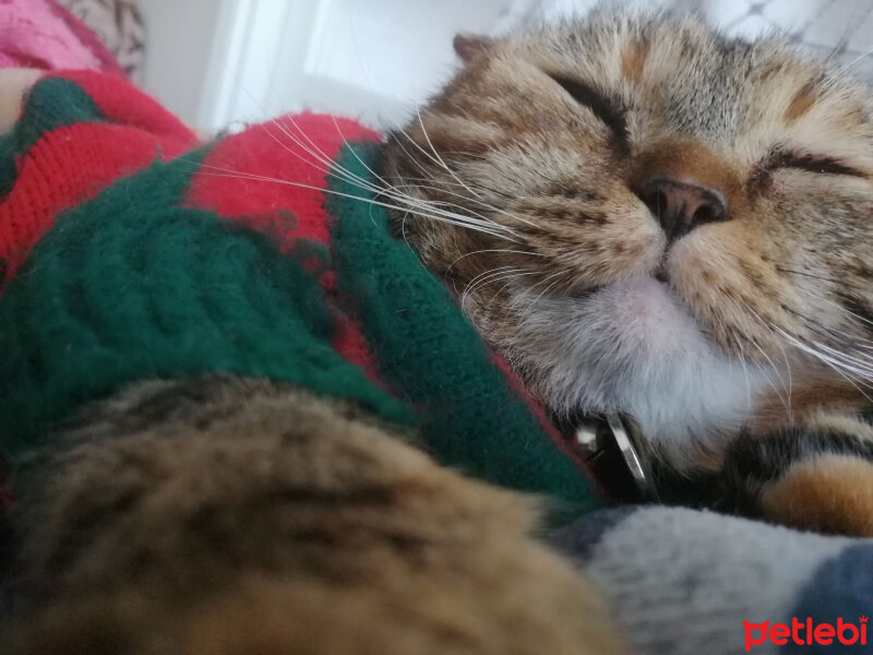 Tekir Kedi, Kedi  Zeytin fotoğrafı