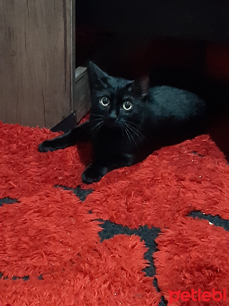 Bombay, Kedi  Umay Yörük fotoğrafı